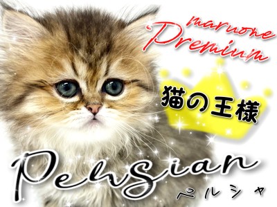 【 ペルシャ 】猫の王様！ゴージャス＆キュートのもふキャット！