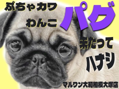 【 パグ 】ついに、コミカル担当がやって来た！気づいたらきっとあなたも笑顔に!