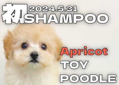 【 トイプードル成長ログ 】初シャンプーで更に可愛くなりました！！