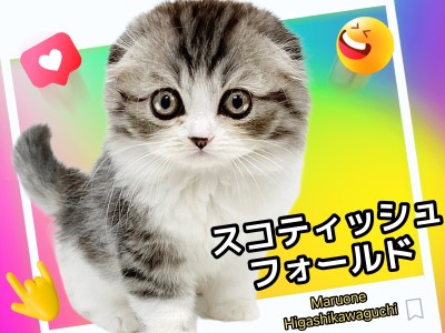 【 スコティッシュフォールド 】圧倒的人気猫種！シルバータビー&ホワイトの美男子