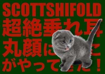 【 スコティッシュフォールド 】超絶垂れ耳の丸顔にゃんこがやってきた！