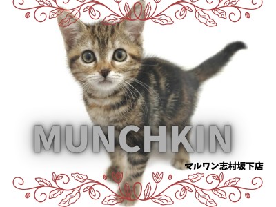 【 マンチカン 】スラリとしたモデル体型と麗しいタビー模様に目が離せない！