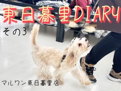 【 東日暮里DIARYその3 】マルプーのお散歩～店内パトロール～