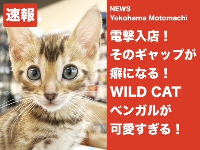 【 速報 】ギャップ萌えなワイルドキャットが電撃入店【 NEWS横浜元町 】