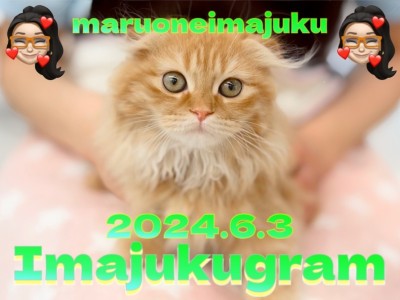 【 イマジュクグラム 】生後3ヶ月のスコティッシュちゃまのお手入れに密着！