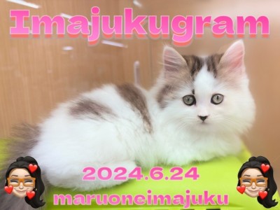【 イマジュクグラム 】6/23入店！環境馴れ抜群の温厚サイベリアンちゃまに密着