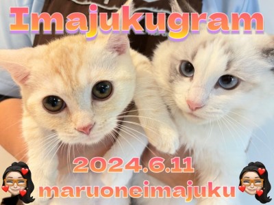 【 イマジュクグラム 】後輩マンチカンちゃまと初対面したラグドールちゃまに密着！