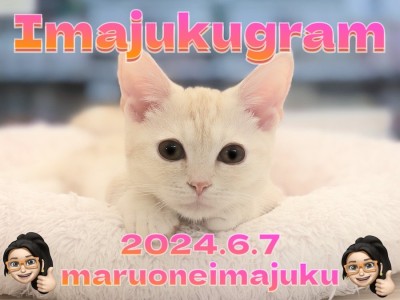 【 イマジュクグラム 】お散歩デビュー記念ブログ！生後4ヶ月のマンチカンちゃま！