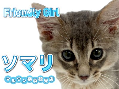 【 ソマリ 】明るく人懐こい性格！ブルーカラーの女の子！