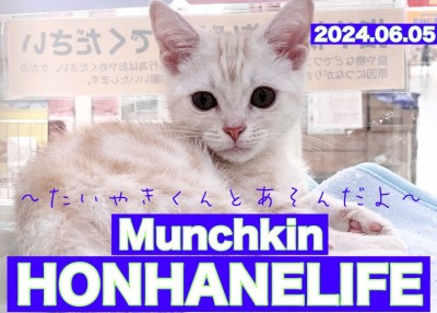 【 マンチカン成長ログ 】お気に入りのおもちゃ「たい焼きくん」と遊んだよ！