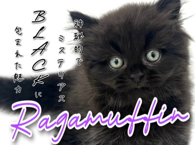 【 ラガマフィン 】黒に染まる！ミステリアスなブラックキャット！