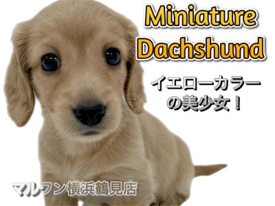 【 ミニチュア・ダックスフント 】イエローカラーの美少女！愛らしい短足胴長！