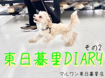 【東日暮里DIARYその2】マルプーちゃんのお散歩練習〜お友達とご挨拶〜