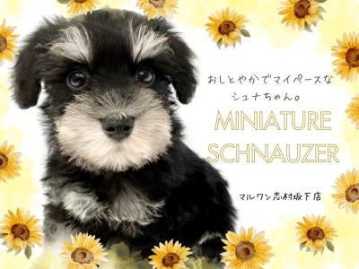 【ミニチュアシュナウザー】黒銀のツートーンカラー！眉毛が自慢のシュナちゃん登場！