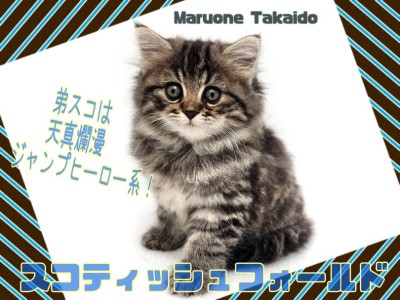 【 スコティッシュ・フォールド 】濃いめブラウンタビー&ボリューム満点ボディ！