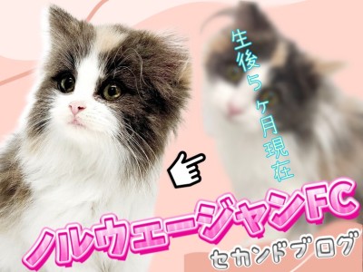 【 ノルウェージャンフォレストキャット 】生後5ヶ月！美形キャットの成長記録