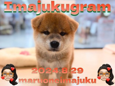 【 イマジュクグラム 】困り顔が癖になるどすこい柴犬の男の子が仲間入り！