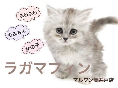 【 ラガマフィン 】ラグドールとペルシャ系を掛け合わせたゴージャスキャット登場！
