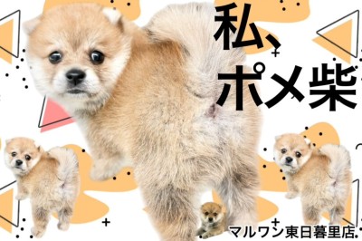 【 MIX・ポメ柴 】きつね？たぬき？私、ポメ柴！良いとこ取りのレア度高めな女の子