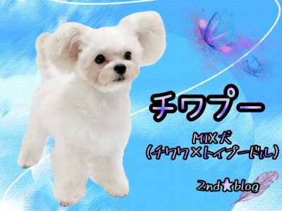【 MIX 】可愛らしいまん丸のフォルムが魅力的！生後7ヶ月で幼顔なチワプー