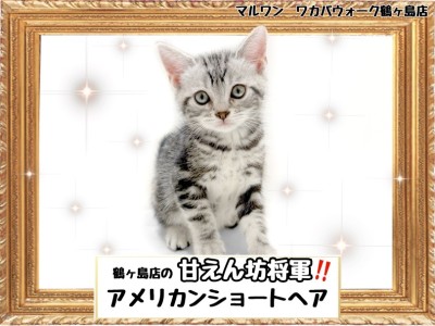 【 アメリカンショートヘア 】ホントに猫？まるで子犬みたいな甘えん坊アメちゃん