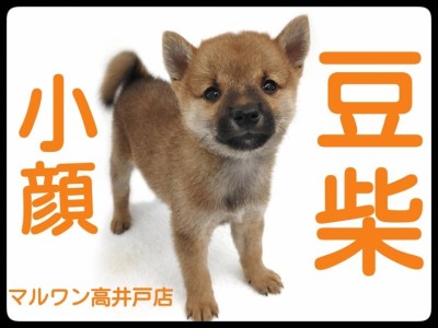 【 豆柴 】可愛いお顔にミニマムボディを持った男の子が東京都に降臨！！