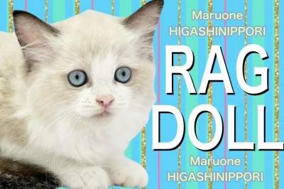 【 ラグドール 】肉球は夢のピンク色！キャットタワー選びや遊びの注意点も