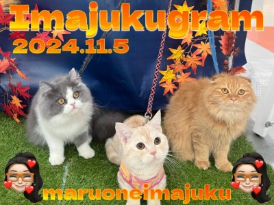 【 イマジュクグラム 】マルワン横浜今宿店！秋仕様フォトブース完成のお知らせ！
