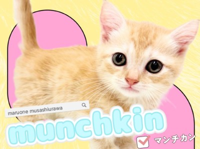 【 マンチカン 】まん丸フェイスで愛嬌たっぷり！甘えん坊な短足の男の子！