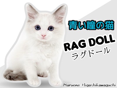 【 ラグドール 】整った顔立ちとクールな青い瞳！美猫なラグドール男の子！