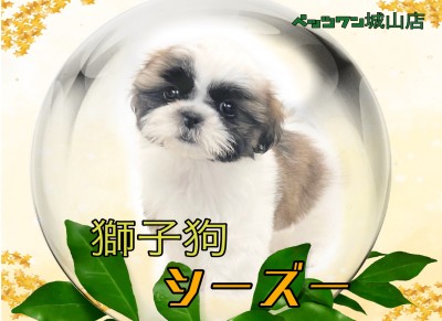【 シーズー 】最強マイペース犬！ムッチリシーズーちゃんの登場です！