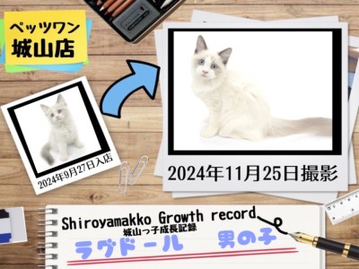 【 ラグドール 】城山っ子成長報告！2024年11月25日