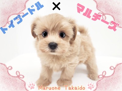 【 トイプードル×マルチーズ 】mix犬ランキング不動のトップ！ぬいぐるみわんこ