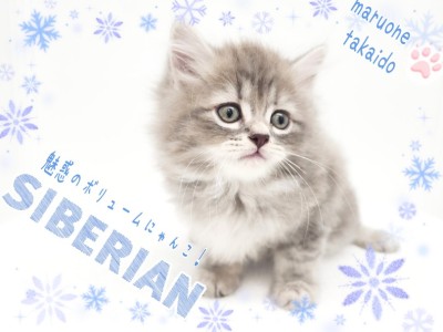 【 サイベリアン 】初心者さんにも多頭飼いにもオススメ！魅惑のボリュームCat！