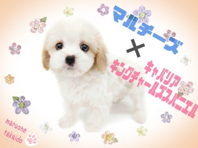 【 マルチーズ×キャバリア 】最強ビジュアルは必見！激レアMIXマルキャバ降臨！