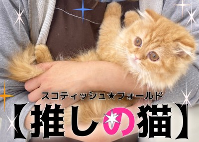 【 スコティッシュフォールド 】スタッフ激推のスコにゃんの推しポイントをご紹介！