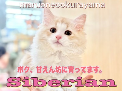 【 サイベリアン 】デレニャン確定！甘えん坊に育てるコツお答えいたします！
