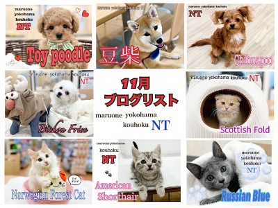【 ブログリスト 】マルワン港北NT店11月のブログ記事まとめ