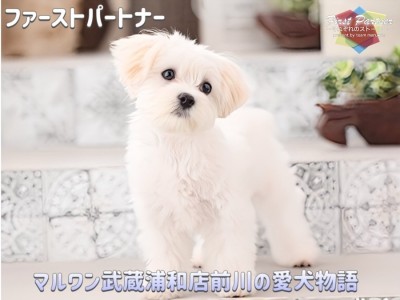 【 ファーストパートナー 】さいたま武蔵浦和店スタッフ前川の愛犬物語！