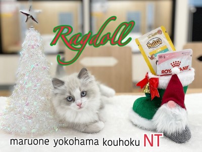 【 ラグドール 】抜群のルックス！青い瞳の甘えんBOYが港北NT店にやってきた！