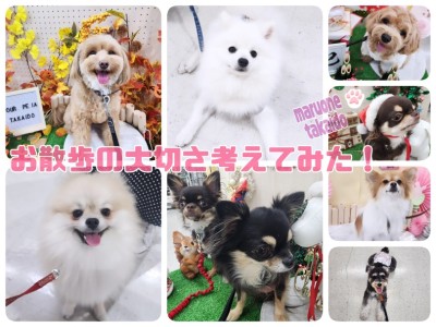 【 お迎え後のポイント お散歩編 】高井戸店スタッフがお散歩の大切さを考えてみた