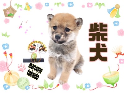 【 柴犬 】小柄なムチっとボディが魅力的！子熊のような甘えん坊柴がやって来た！