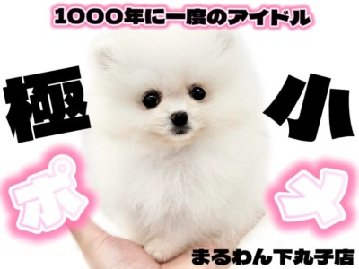 【 ポメラニアン 】極小サイズの白たぬきポメ！今しか出会えないアイドルがここに！