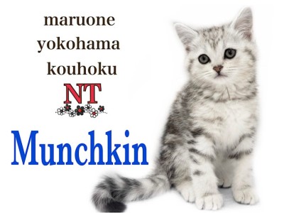 【 マンチカン 】アメショテイストの足長マンチカンの男の子