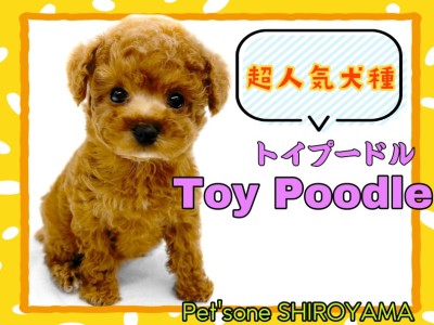 【 トイ・プードル 】世代を超えた人気犬種！超甘えん坊のトイプーちゃん降臨！