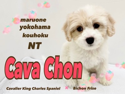 【 キャバション 】大人気MIX犬！むっちりボディのリアルぬいぐるみ