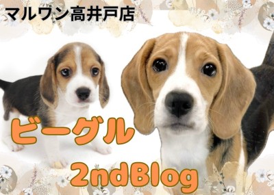 【 ビーグル 】好奇心旺盛度ナンバーワン！生後5ヶ月の天真爛漫なビーグルちゃん
