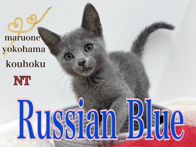 【 ロシアンブルー 】人懐こくてスタイリッシュ！青い美麗な男の子