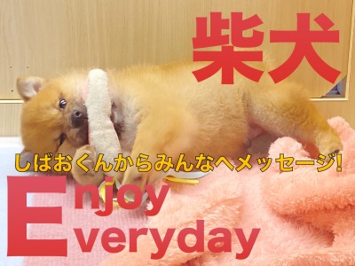 【 柴犬 】くま系丸顔な、しばおくんより皆さんにメッセージ！