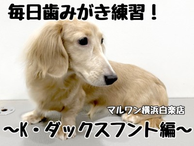 【 カニンヘンダックスフント 】毎日歯みがき練習！Kダックスくん編